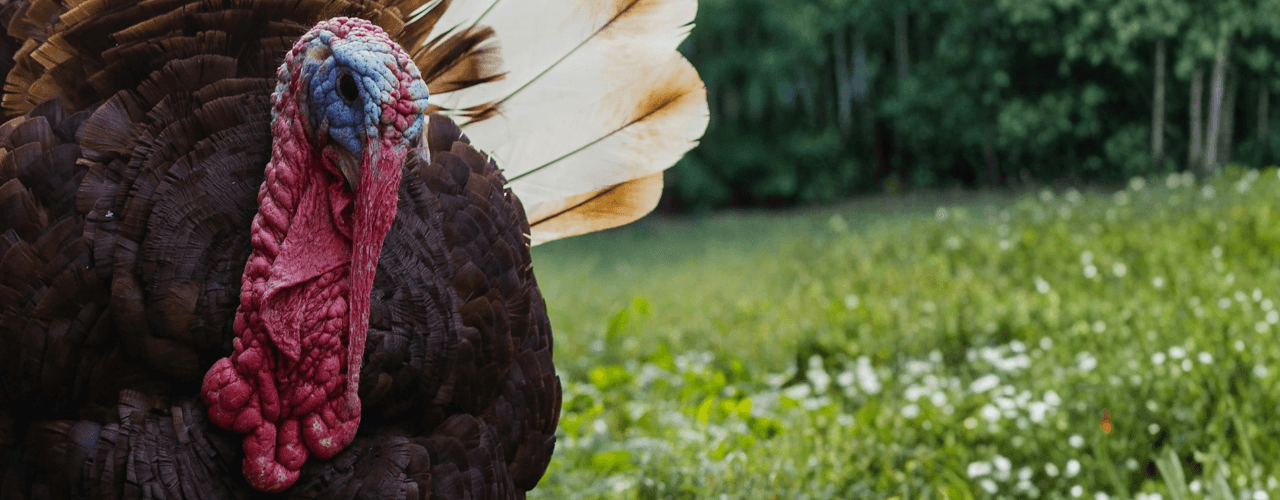 Thanksgiving, Family, and Shadow Work