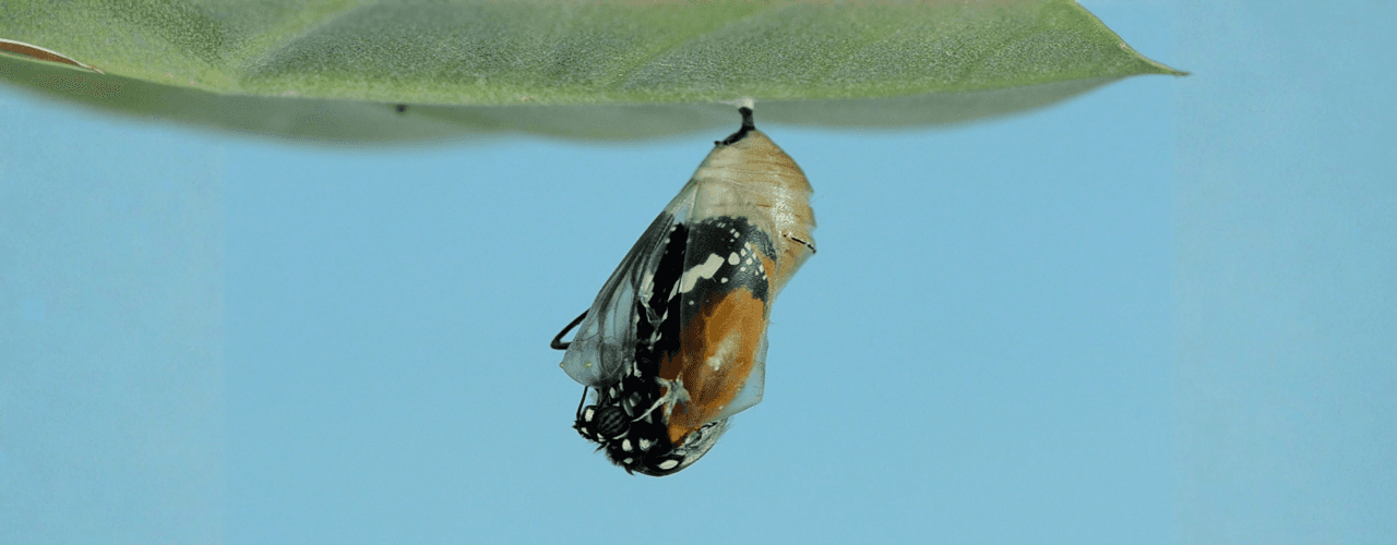 Navigating Change: Integrating Shadow Work for Deeper Transformation