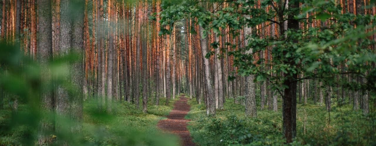 The Path Less Traveled